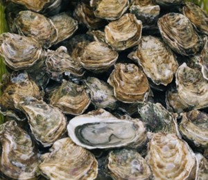 Close up of oyster shells