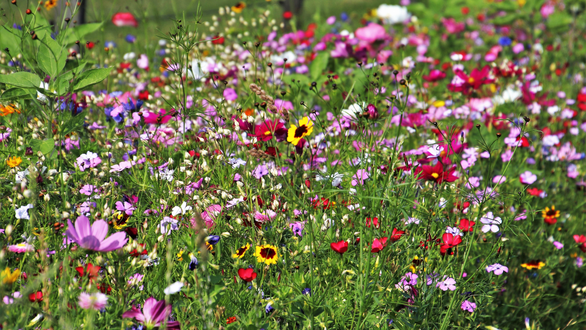 Wildflowers in an array of colours